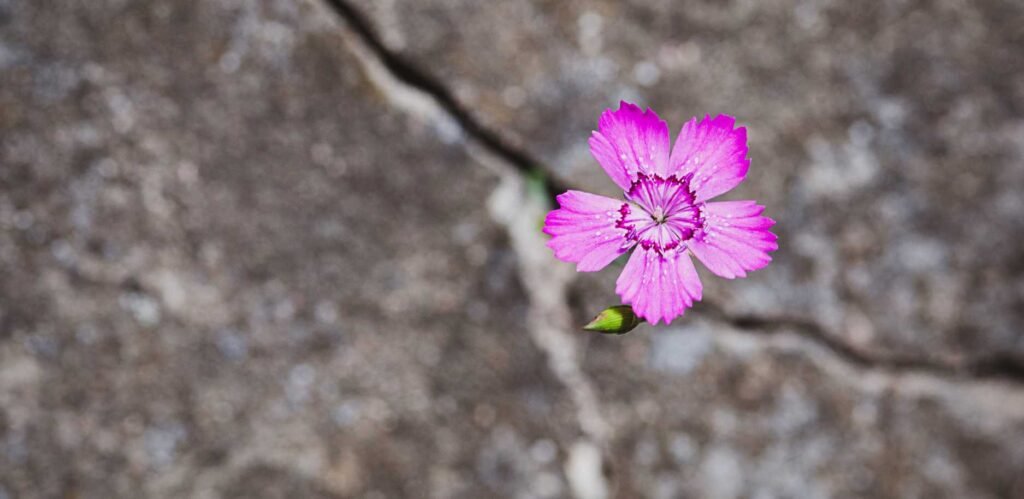Antologia Resiliência – Coragem para viver